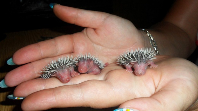 little baby animals