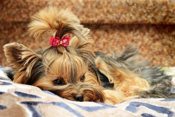 information on how to properly care for yorkshire terriers unique hair released 