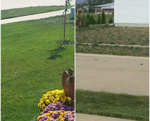 get the best bloomington peoria lawn care overseeding fungus control core aerati