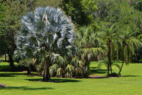 get the best orlando tree care removal pruning amp palm growth solutions