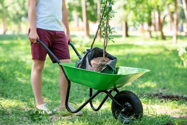 tree removal company says plant trees better so fewer trees need removing