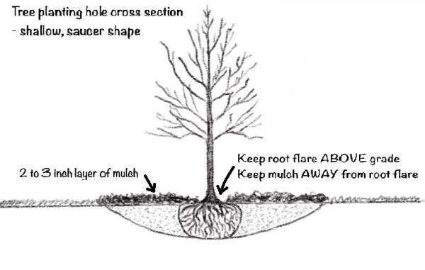 tree removal company says plant trees better so fewer trees need removing