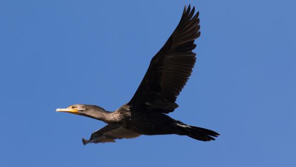 Predator Otters & Cormorants Eat Fish in Private Texas Lakes & Ponds ...