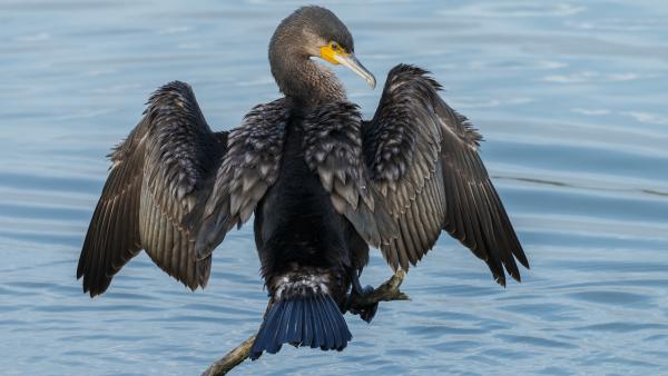 predator otters amp cormorants eat fish in private texas lakes amp ponds