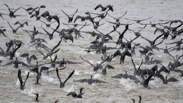 predator otters amp cormorants eat fish in private texas lakes amp ponds