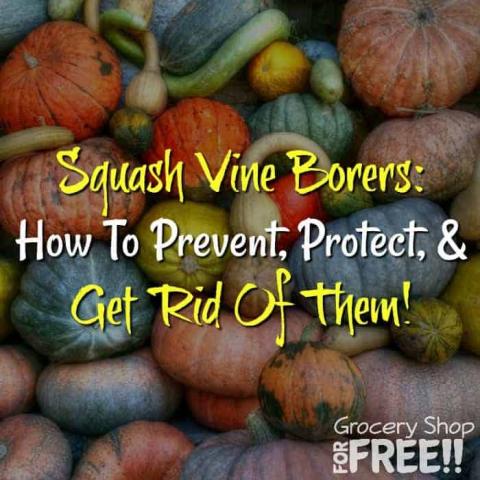 how to prevent control and get rid of squash vine borer moths organically