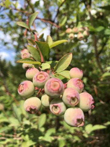 mississippi organic blueberry produce farmer launches gift ordering online