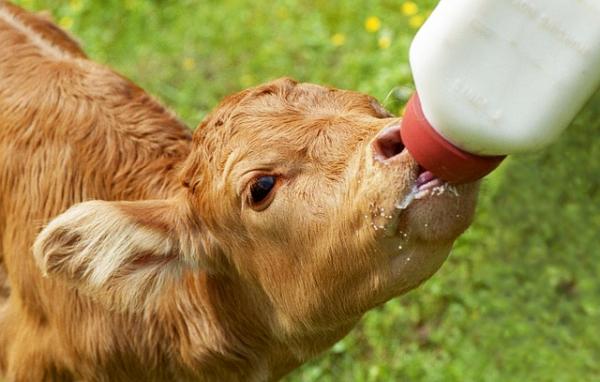 shineonhealth has released a report on the benefits of first milking colostrum