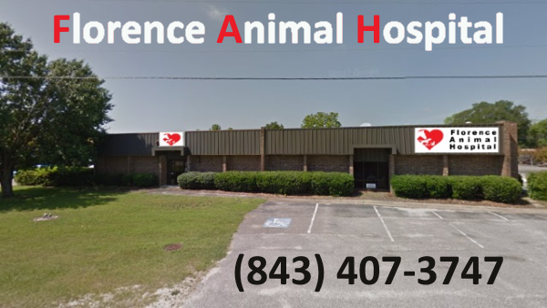 16+ Florence veterinary clinic ideas in 2021 