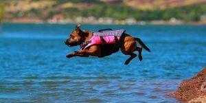 get the best life jacket for your dog with this vivaglory top vest review