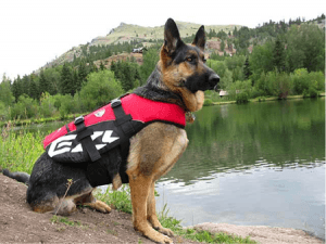 get the best life jacket for your dog with this vivaglory top vest review