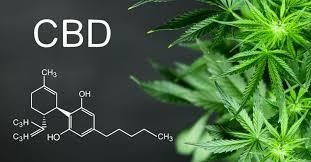 discover the health benefits of cbd for chronic pain depression amp autism