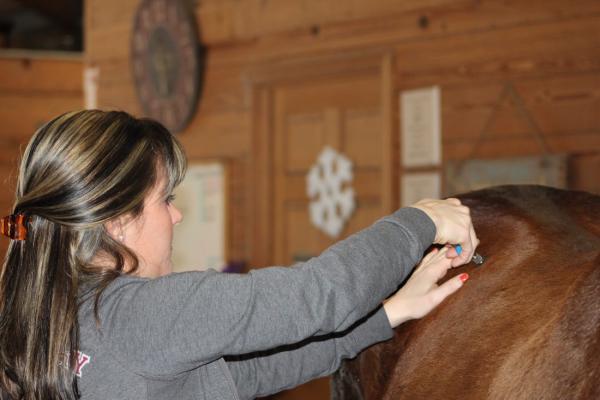 Get Three Equine Therapy Certifications In One Convenient Bundle The