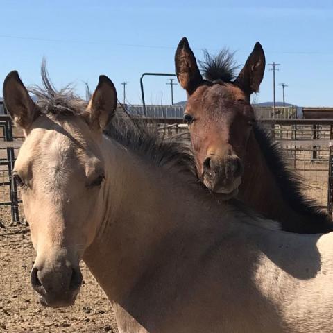 help save the traditional morgan horse with this new preservation program