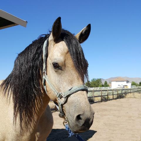 help save the traditional morgan horse with this new preservation program