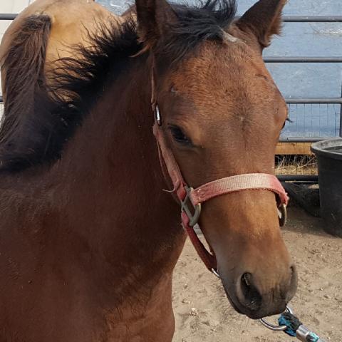 help save the traditional morgan horse with this new preservation program