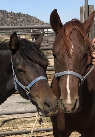 help save the traditional morgan horse with this new preservation program