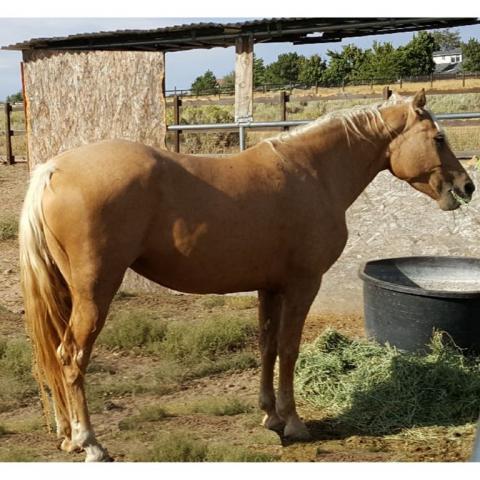 help save the traditional morgan horse with this new preservation program