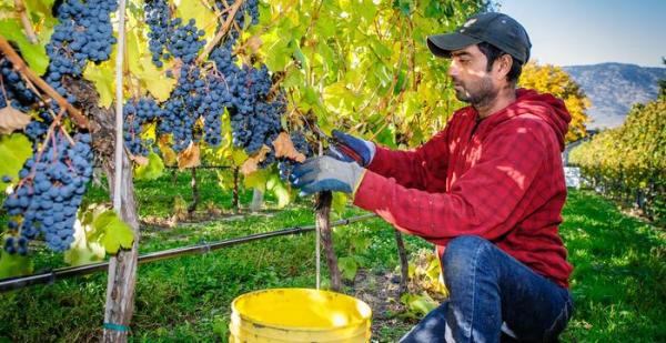 successful 2019 grape harvest in santa barbara wine country