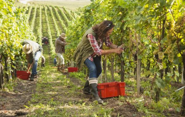 successful 2019 grape harvest in santa barbara wine country