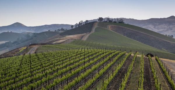 successful 2019 grape harvest in santa barbara wine country