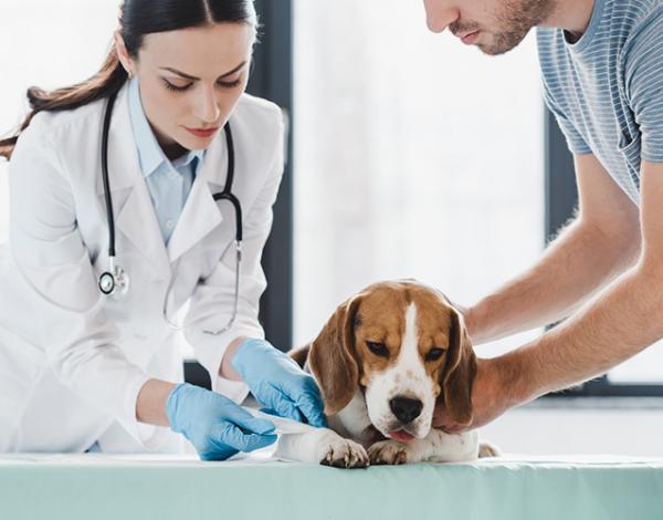 Learn The Benefits Of Health Insurance For Beagles With This New Guide ...