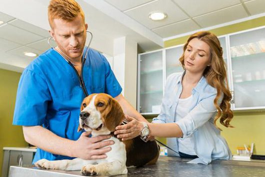 benefits of health insurance for beagles guide