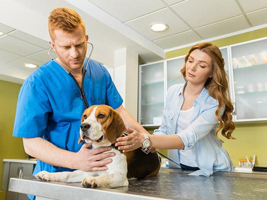 Learn The Benefits Of Health Insurance For Beagles With This New Guide ...