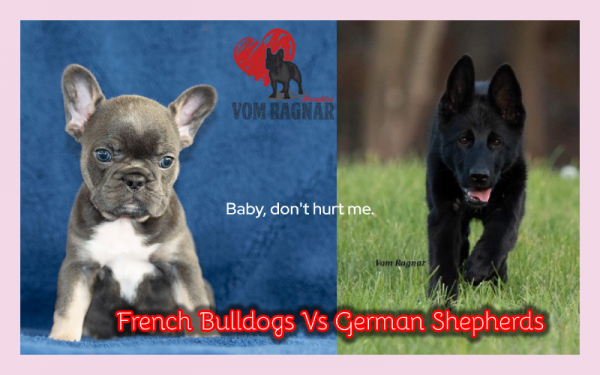 Chicago Top French Bulldogs & German Shepherds Breeders ...